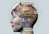 华中科技大学同济医院成功研制出中国第一台经颅磁刺激仪